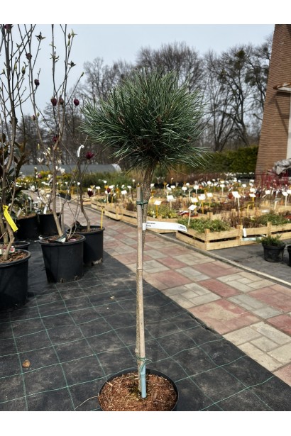 Сосна звичайна Чантрі Блю купити на штамбі